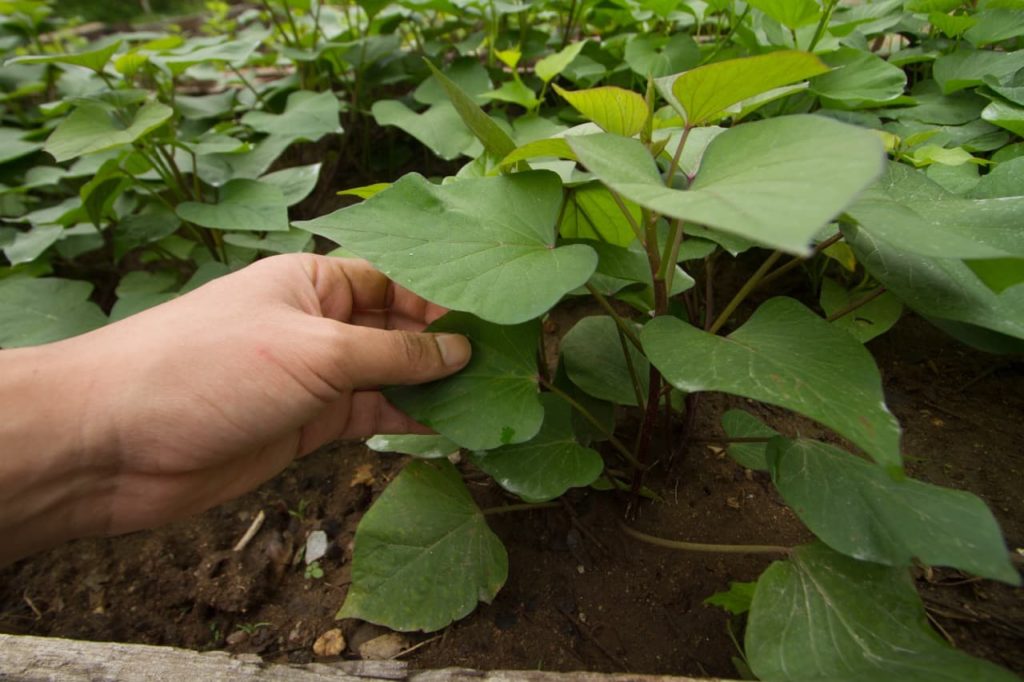 gardener examining the heart-shaped leaves of a sweet potato plant growing in a garden planter