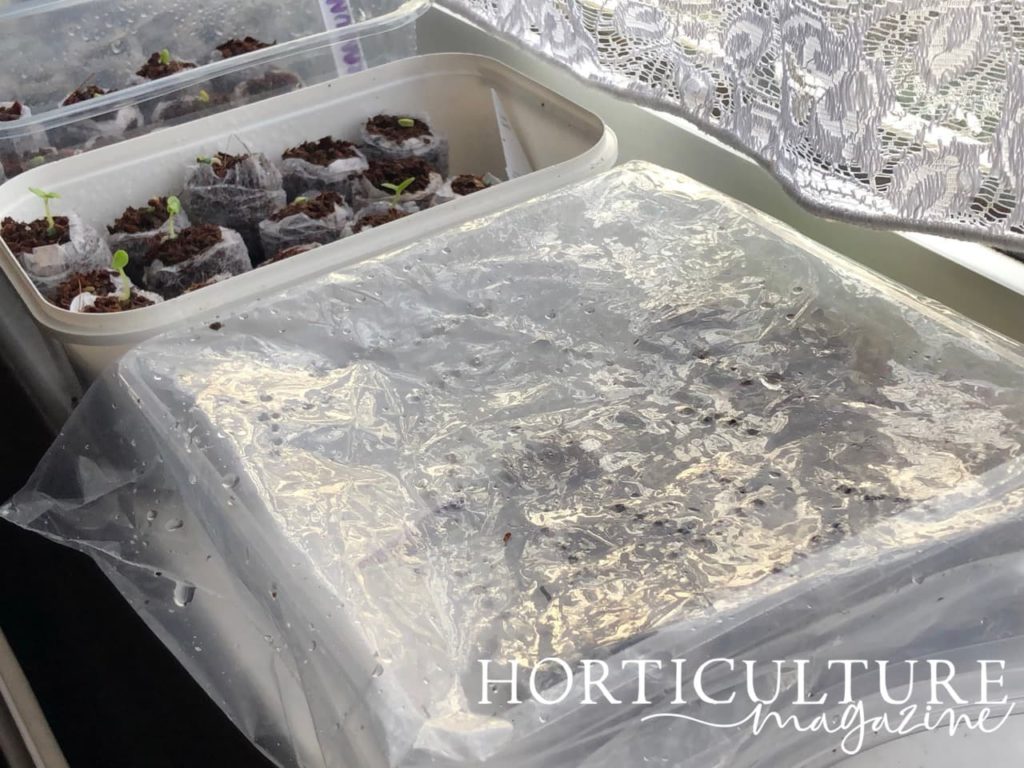 homemade propagator made up of a tub and plastic bag on a windowsill