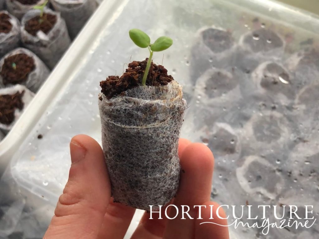a small seed disc with a germinated aubergine seedling being held up in front of a propagator