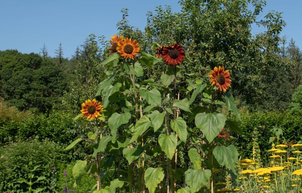 large heart-shaped serrated leaves protruding from the upright stems of a sunflower ‘ruby sunset’ with red and orange flower heads