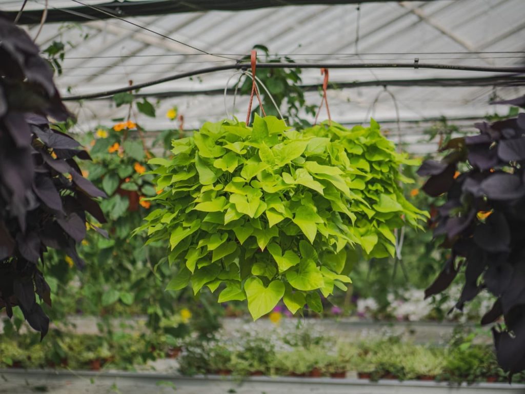 the heart-shaped leaves of a sweet potato vine cascading over the edges of a hanging basket in a commercial greenhouse