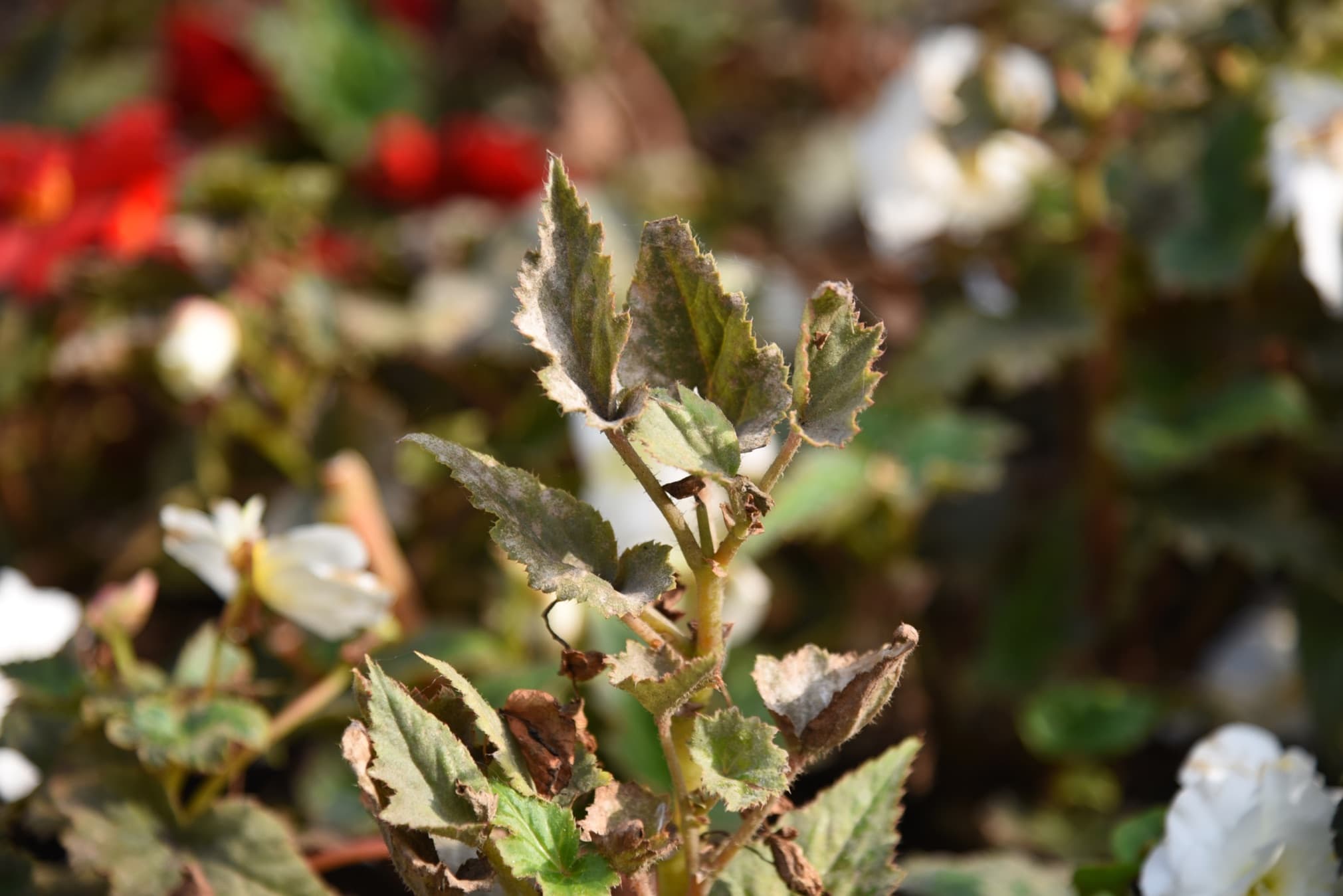 5 Common Begonia Problems & Solutions With Specialist Grower Janeen