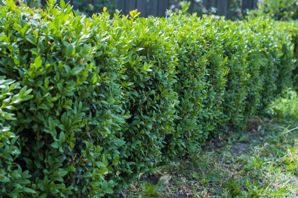a hedge made up of boxwood plants that have been left to grow more naturally