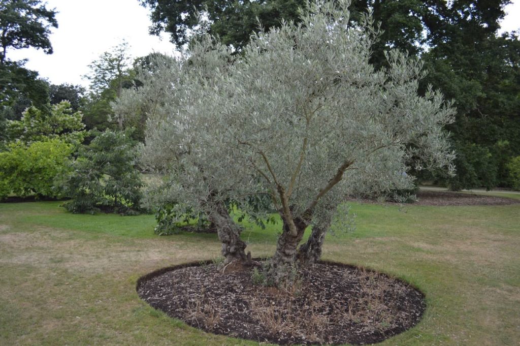 Olive Tree Watering Guidelines Horticulture.co.uk