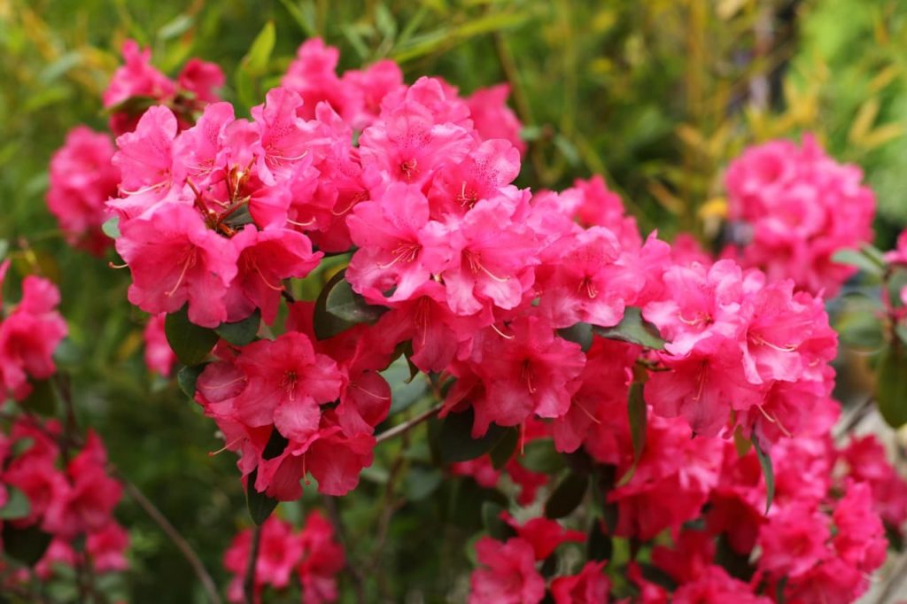 rhododendron ponticum with magenta flowers