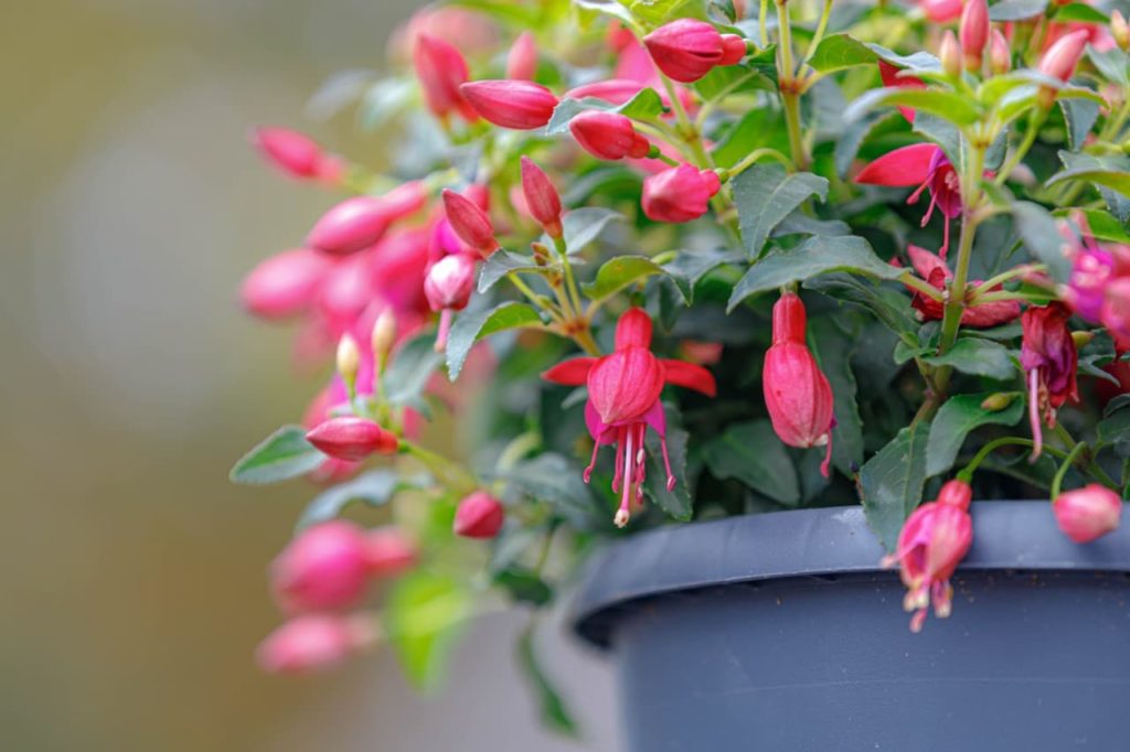 Fuchsia magellanica with pink cup-shaped flowers hanging over the edge of a container
