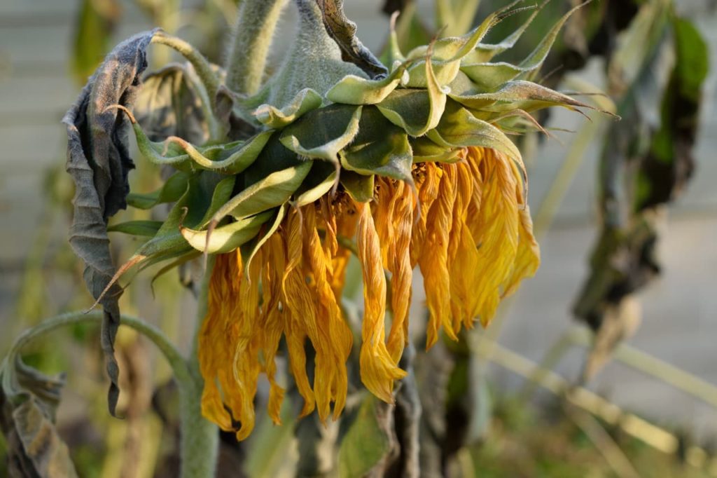 Transplant Shock And Underwatering 6 Common Reasons For Drooping