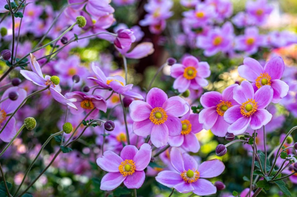 Anemone hupehensis with daisy-like purple and white flowers centred with frilly orange stamens
