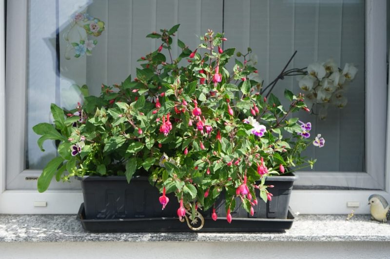 Overwintering Tender Fuchsia Plants Horticulture.co.uk