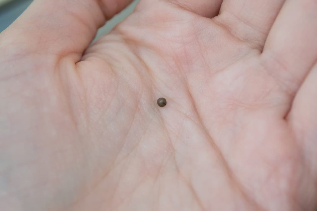 tiny, round brown euphorbia obesa seed in the palm of a hand
