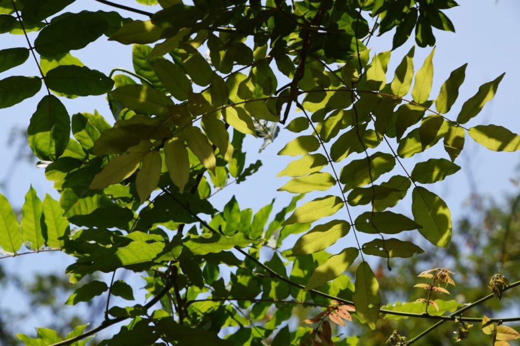wavy green leaves on the thin branches of a wisteria tree set against a blue sky