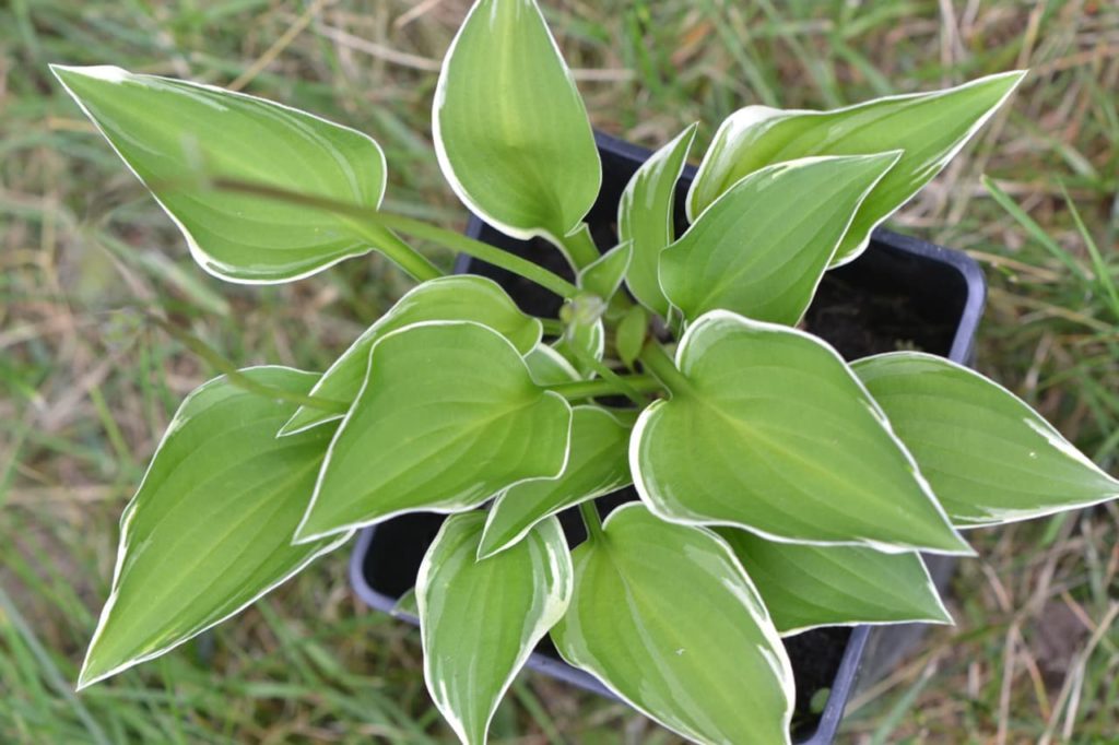 plantain lily &lsquo;Allan P. McConnell&rsquo; with heart-shaped green leaves that are edged with white growing in a pot