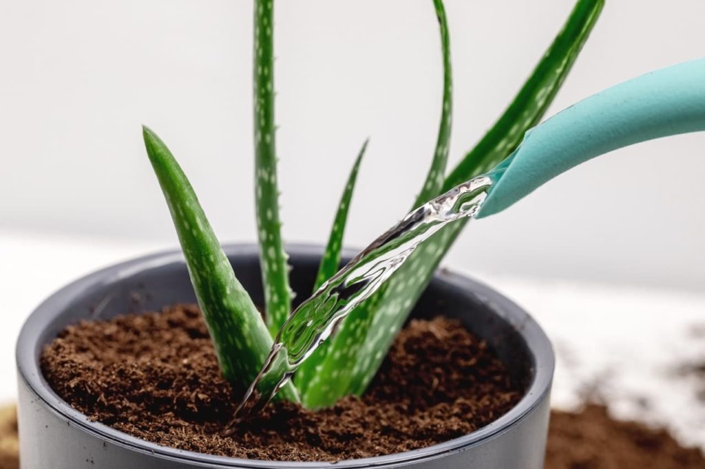 Watering Aloe Plants Expert Tips Horticulture Magazine