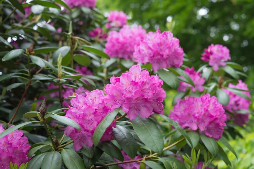 rhododendron shrub with lanceolate leaves and pink clusters of flowers