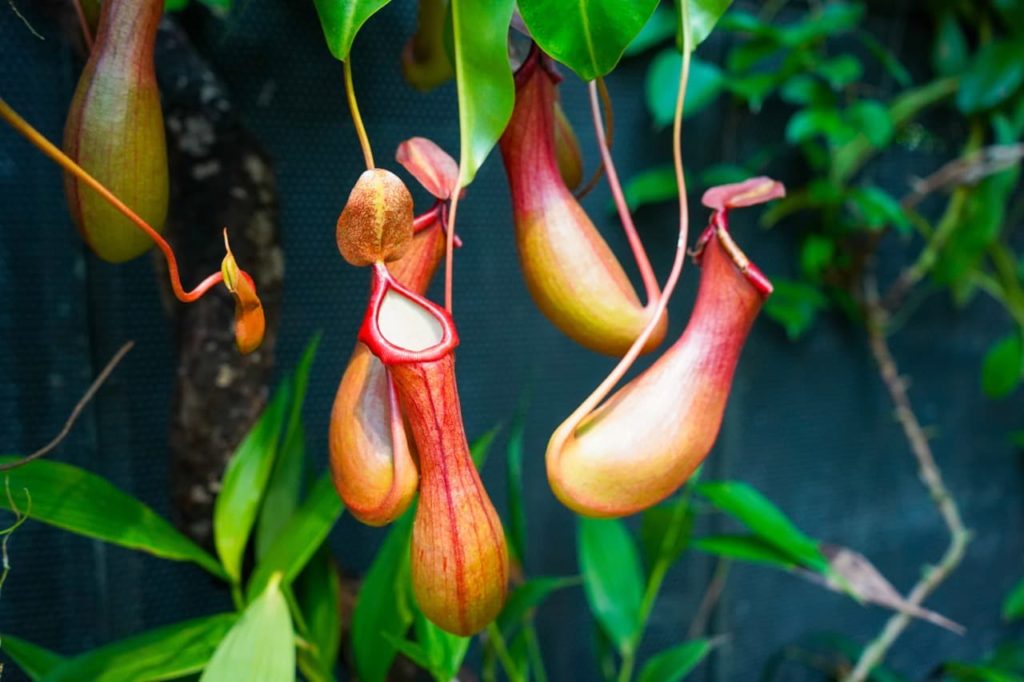 red, bulbous catchers from a pitcher plant hanging from yellow stems that are attached to the plant’s green leaves