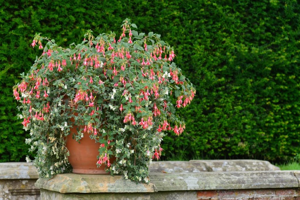 pink fuchsia plant in a terracotta pot with white flowers cascading over the edges of a container
