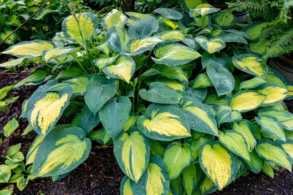 large variegated green and yellow leaves from hosta &lsquo;captain kirk&rsquo; plant
