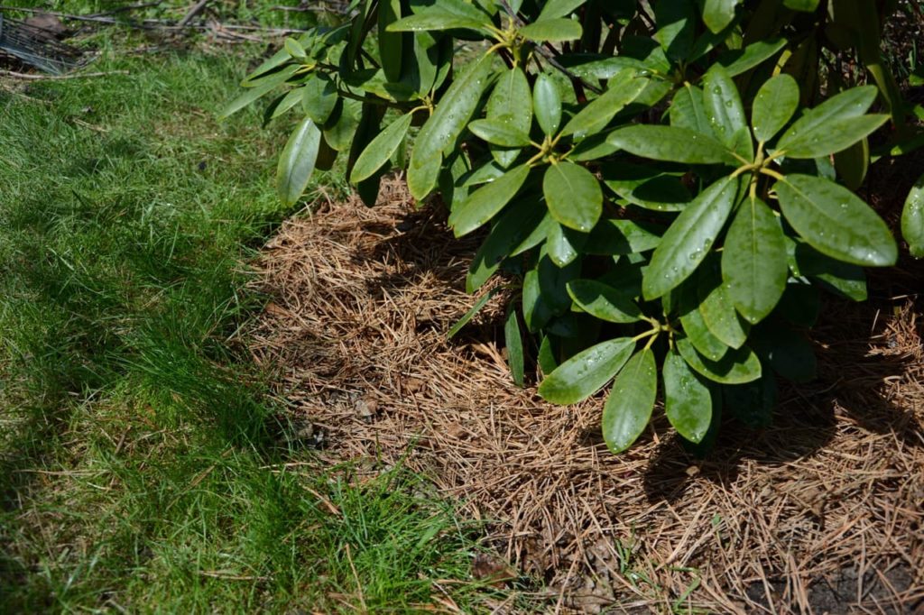 pine needles used as a mulch at the base of a rhododendron shrub