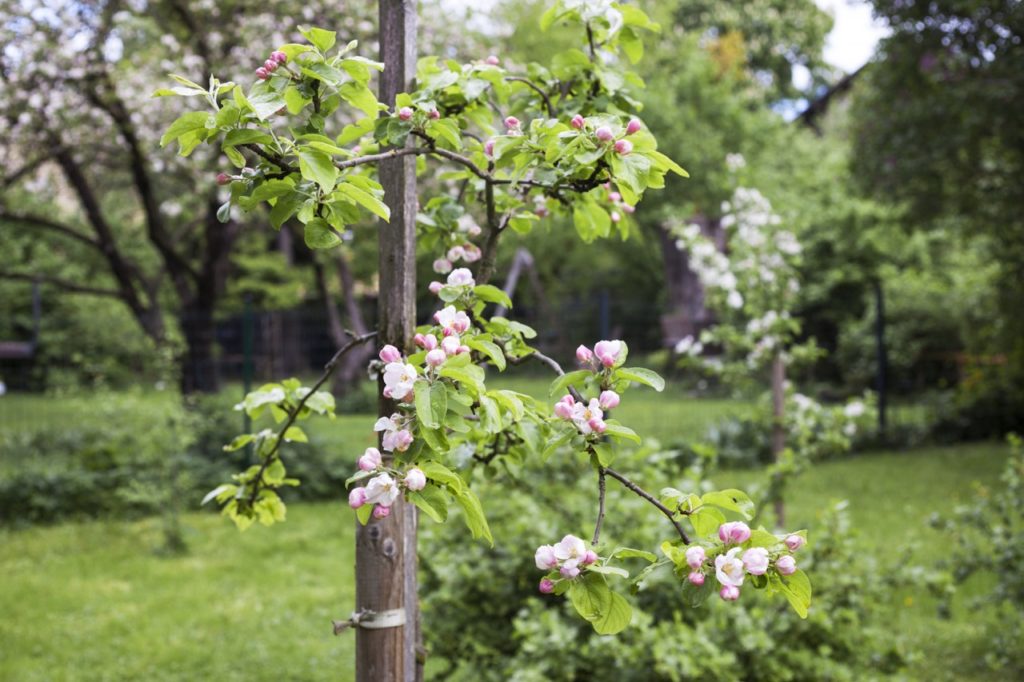 pink and white blossom growing along the thin branches of a young apple tree that is supported by a wooden stake
