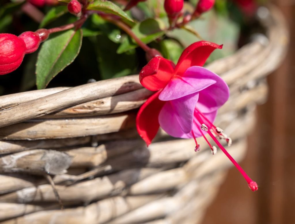 close-up of the pink and red flower of a fuchsia plant with red bracts and magenta stamens hanging over the edge of a wicker basket