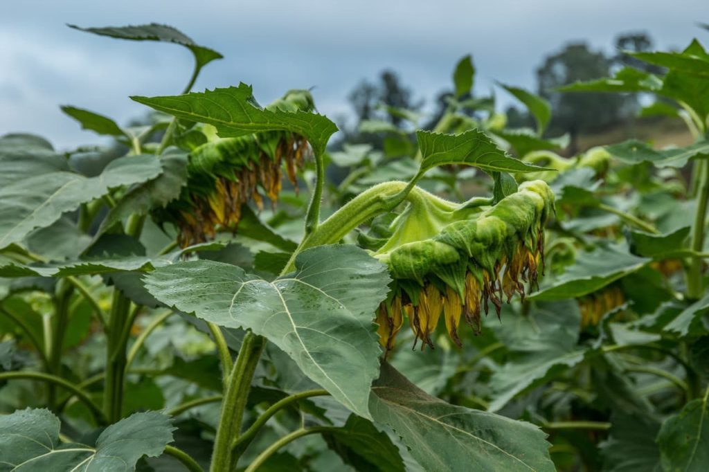 Transplant Shock And Underwatering 6 Common Reasons For Drooping