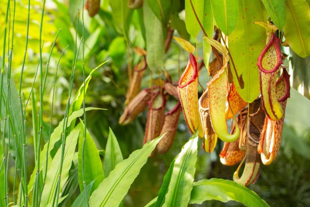 yellow-red pitchers of a nepenthes plant hanging down