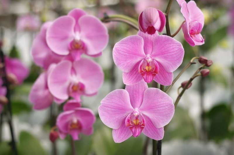 Orchid Nurseries Reveal The 6 Key Factors For Reblooming Horticulture
