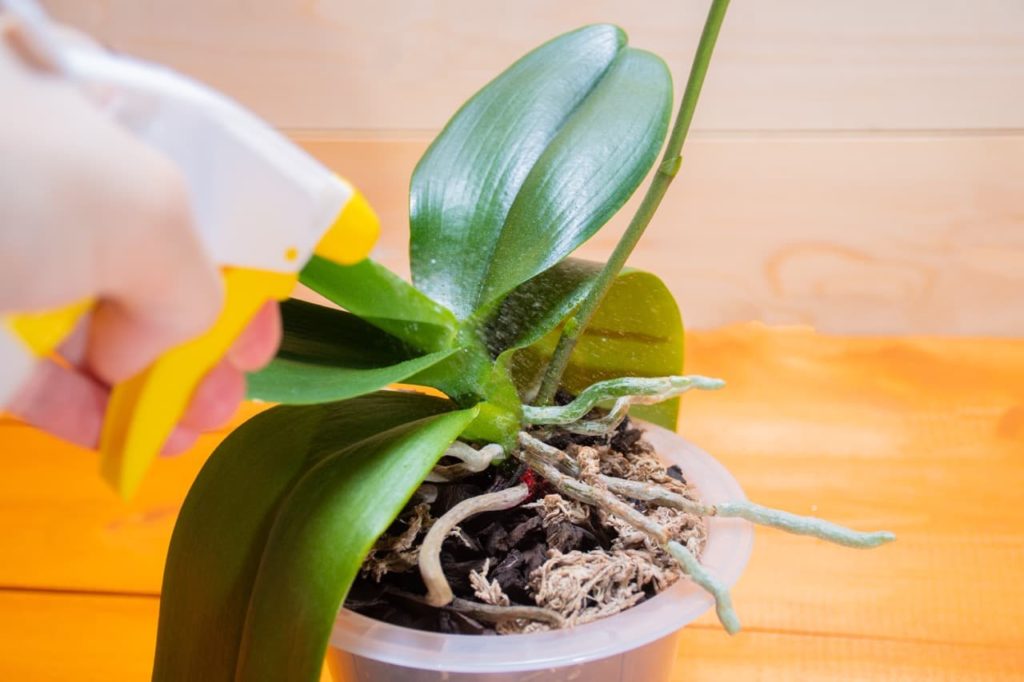 How And When To Feed Orchids Horticulture Magazine