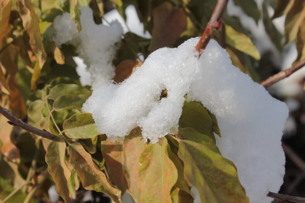 a thick layer of frost covering the curling and yellowing leaves of a wisteria