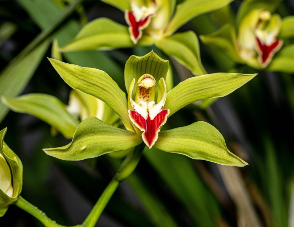 green flower with a red centre that is edged with white from a Cymbidium lowianum orchid