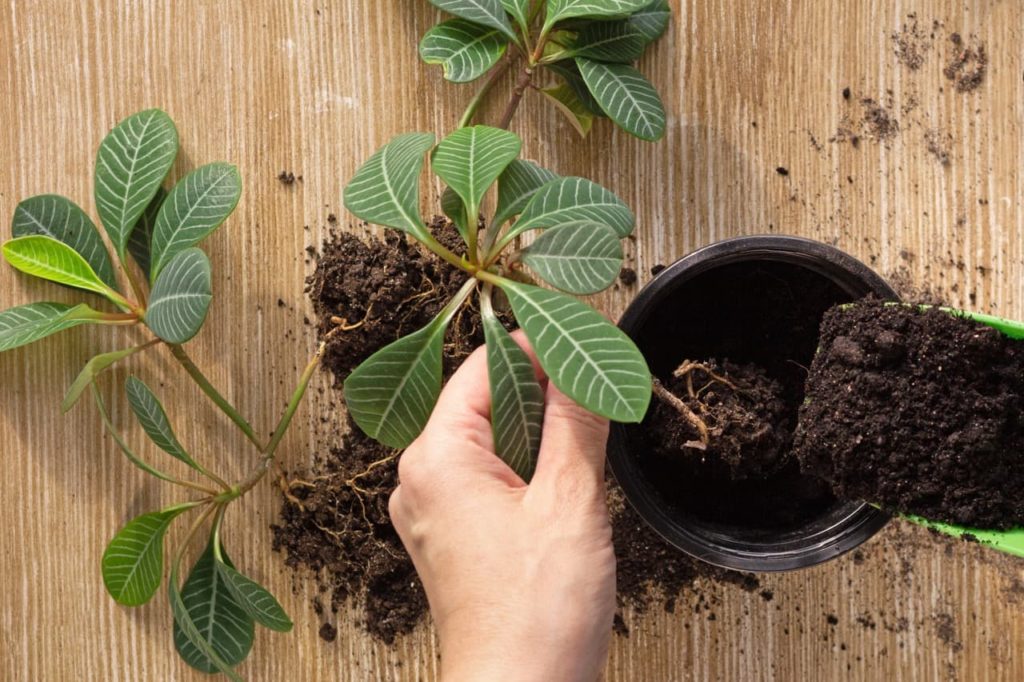 E. leuconeura cutting being potted up into an individual container filled with compost