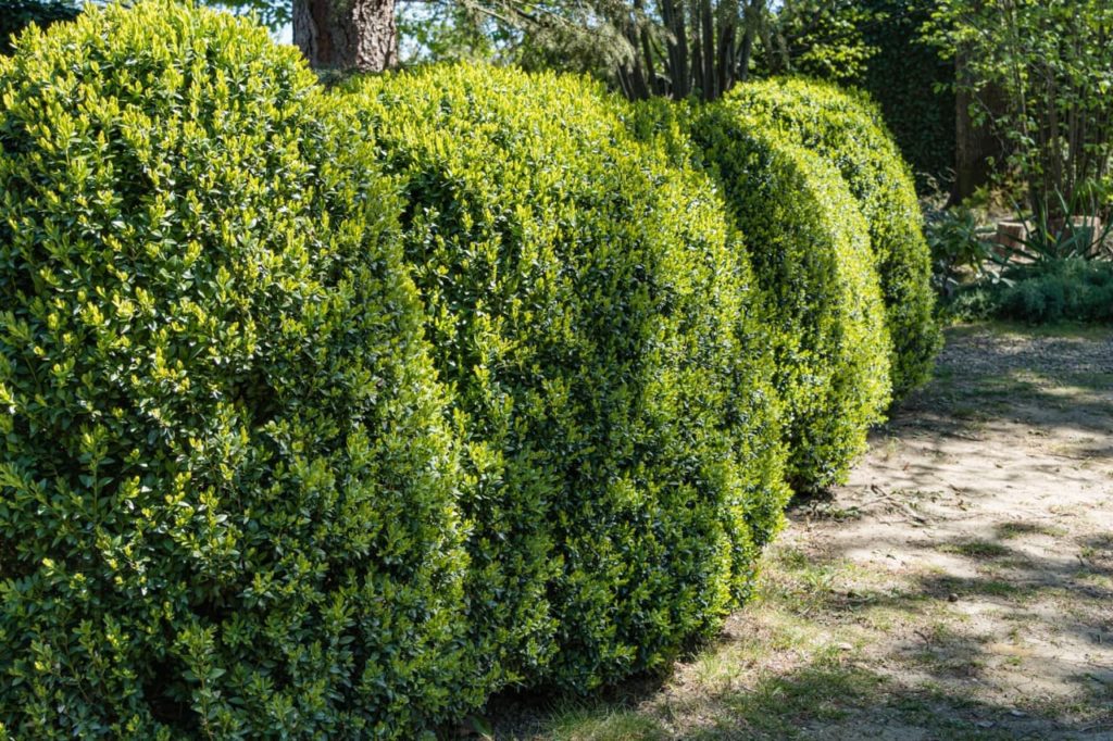 boxwood hedges growing next to each other in dappled shade