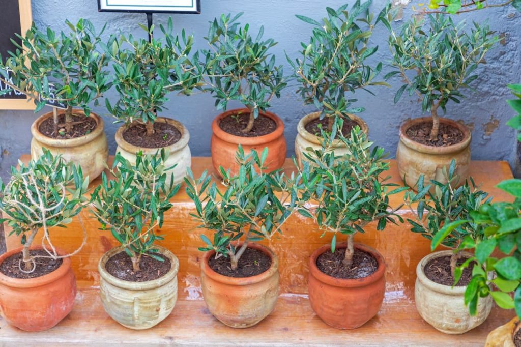 Olive Tree Watering Guidelines Horticulture.co.uk