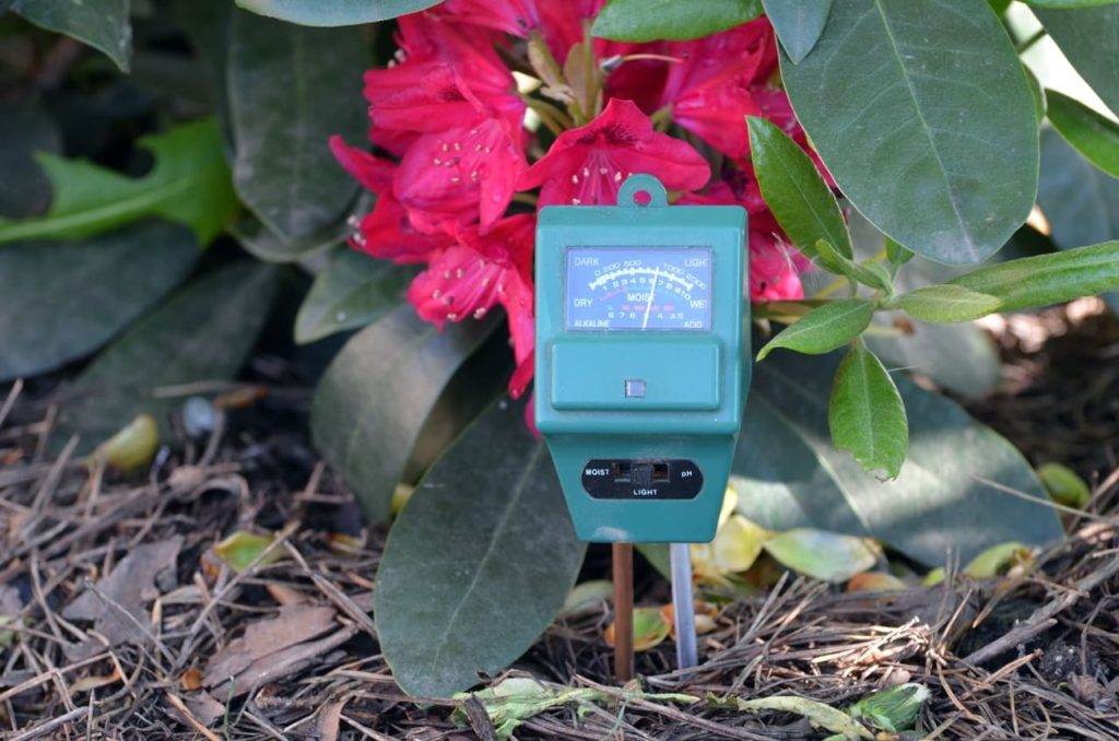 rhododendron shrub growing from mulched ground which is being tested with a soil pH monitor