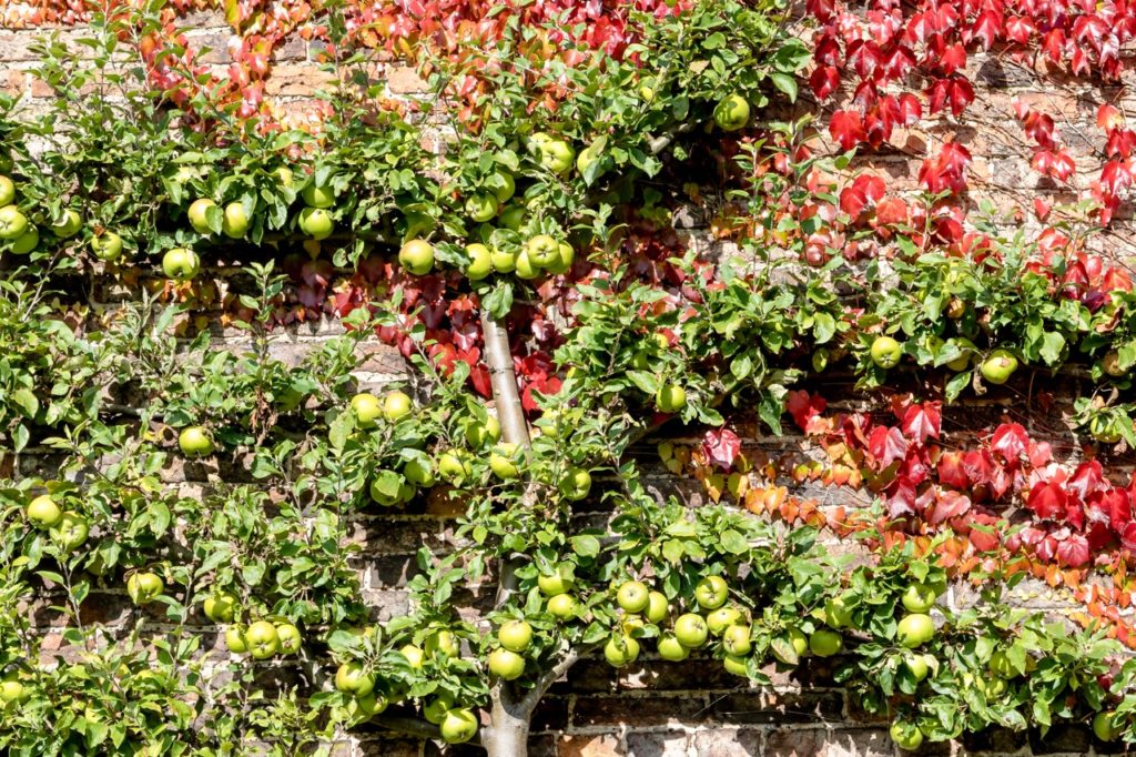 an abundance of round green fruits and ovate leaves growing along the espaliered branches of a malus tree against a wall