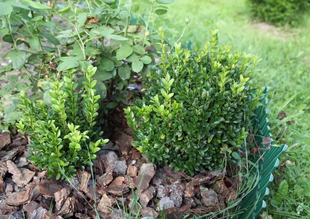 a small boxwood tree growing in a garden border and mulched with pine bark