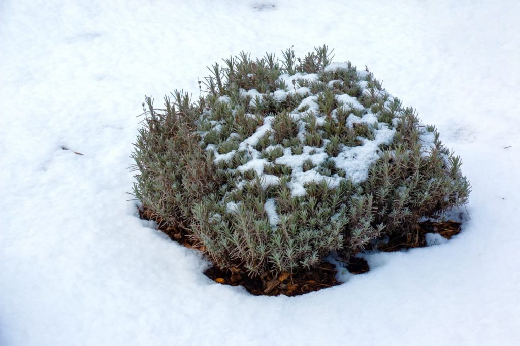 a layer of snow covering the ground around a lavender shrub in winter