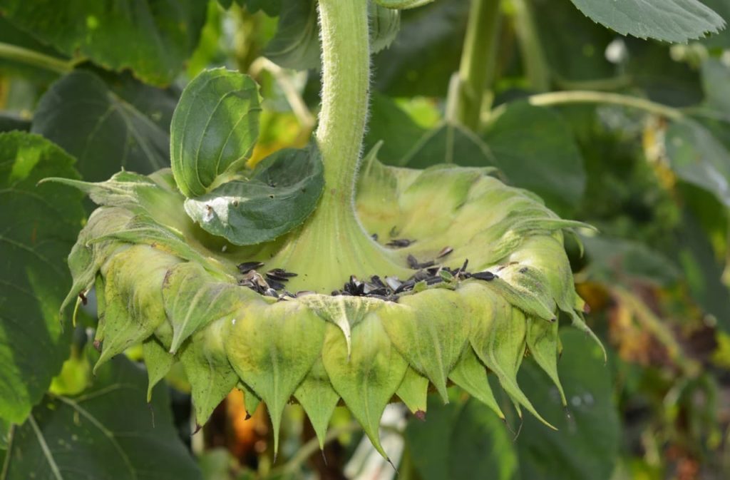 Transplant Shock And Underwatering 6 Common Reasons For Drooping