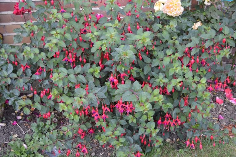 Pruning & Deadheading Fuchsias Horticulture Magazine