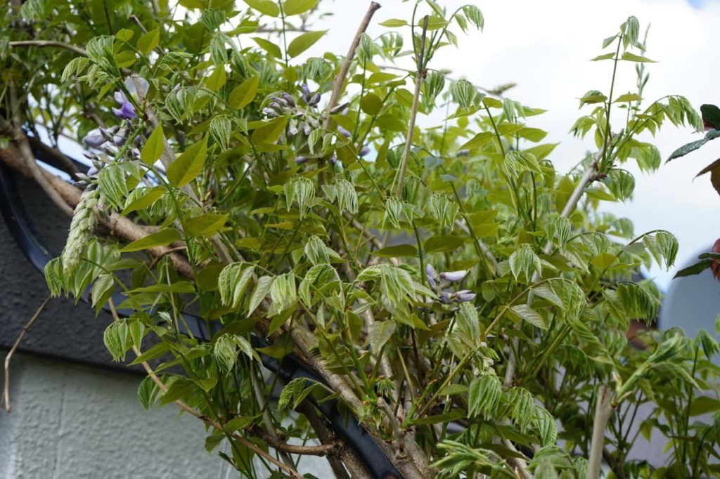 ovate leaves growing on a Wisteria sinensis shrub against a support structure