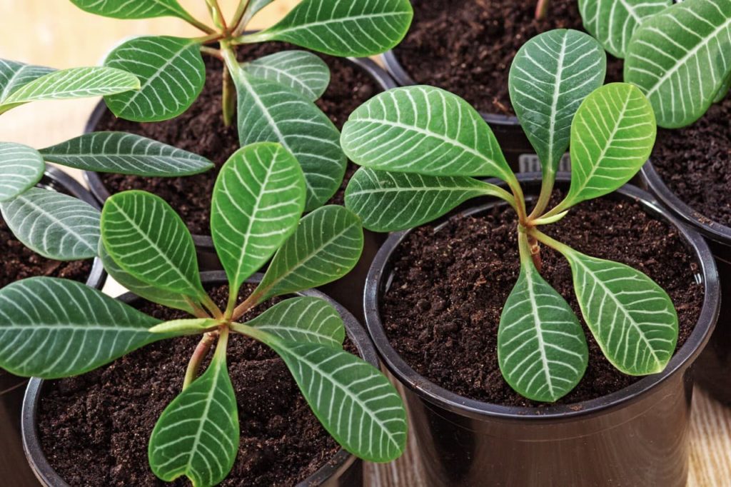 ovate leaves from potted euphorbia leuconeura plants with white veining