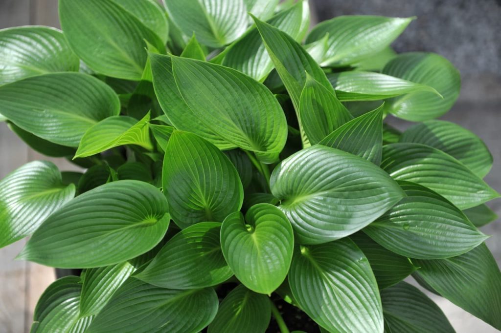 heavily veined plantain lily &lsquo;devon green&rsquo; leaves growing from a pot