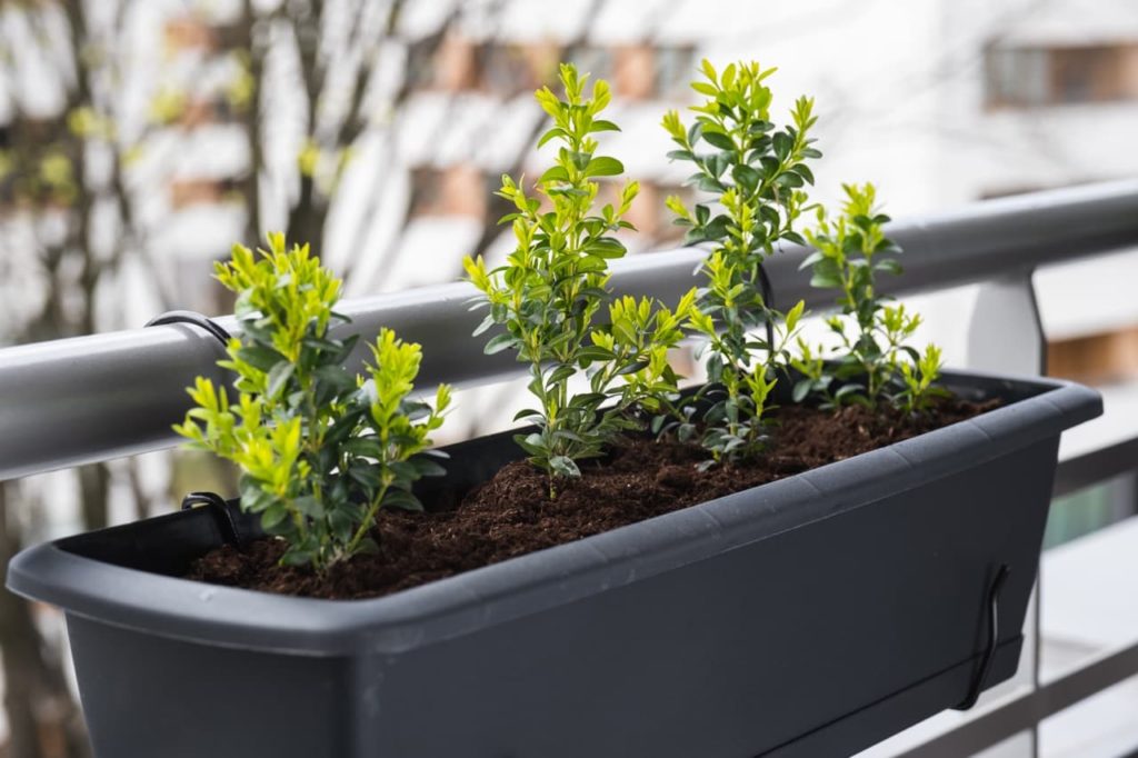 a planting trough hanging from a balcony with four spaced out boxwood saplings