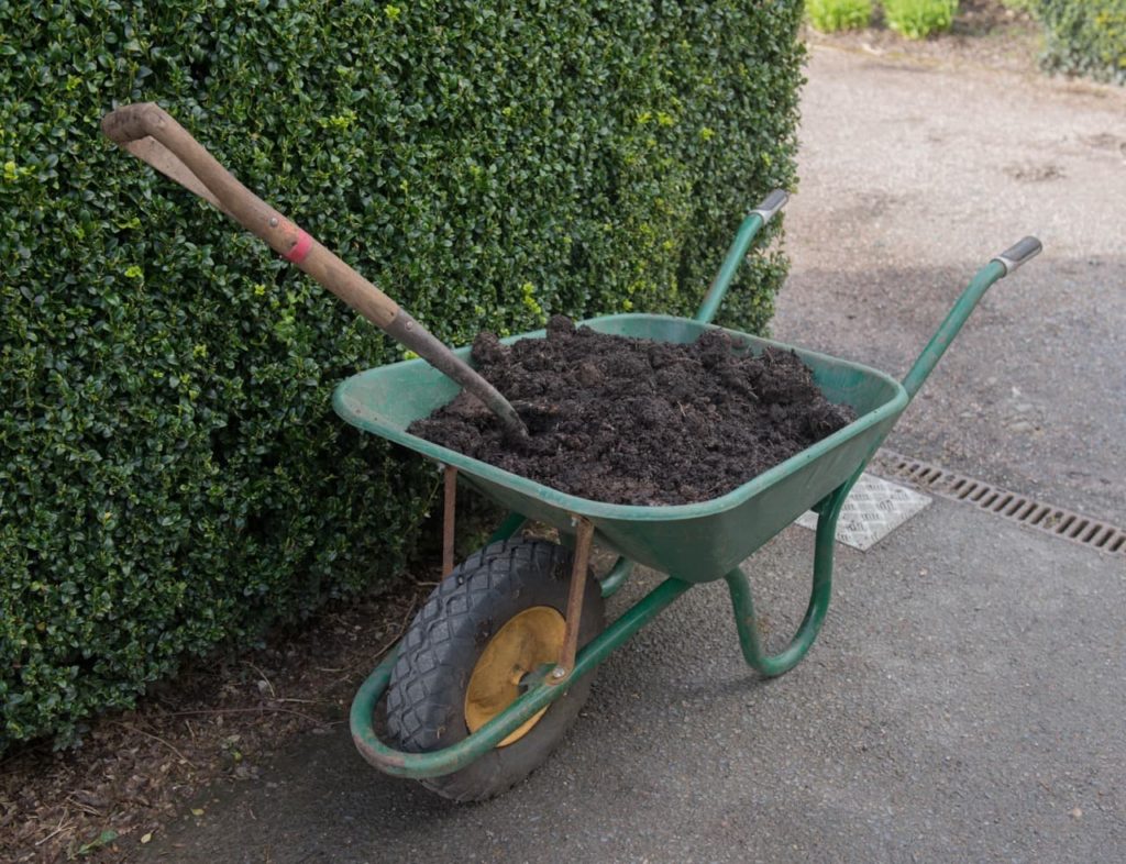 a wheelbarrow full of well-rotted organic compost ready for mulching the buxus hedge shown behind