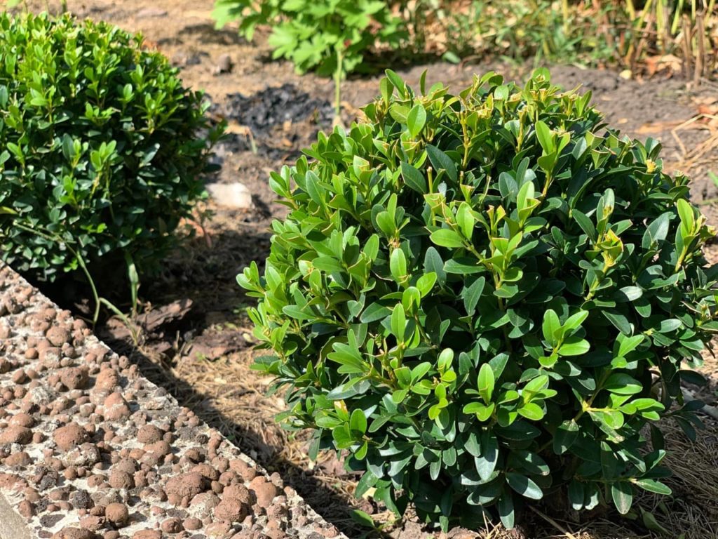 two small box shrubs spaced apart