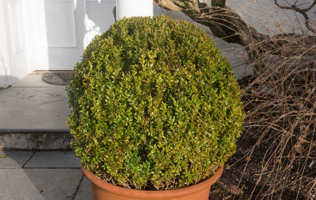 common box shrub pruned into a globular shape growing in a large pot outside a home