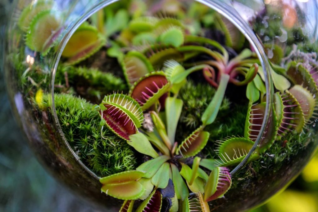 venus fly trap plants growing in a hanging glass container full of moss and boggy soil