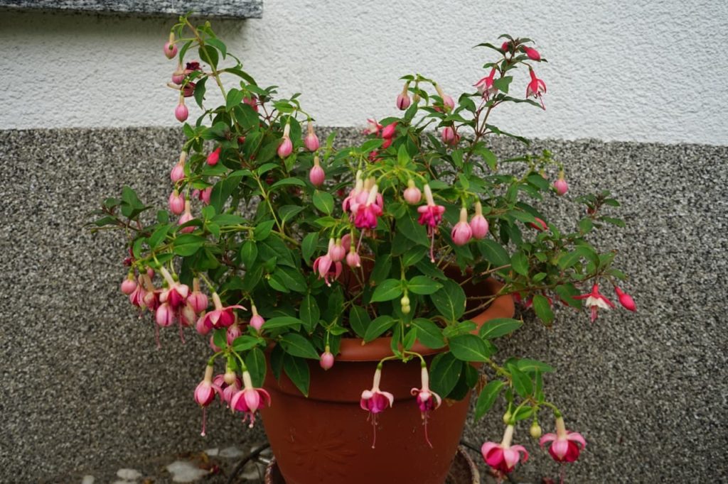 pale and dark pink flowers and lanceolate leaves from a fuchsia growing in a pot in front of a wall