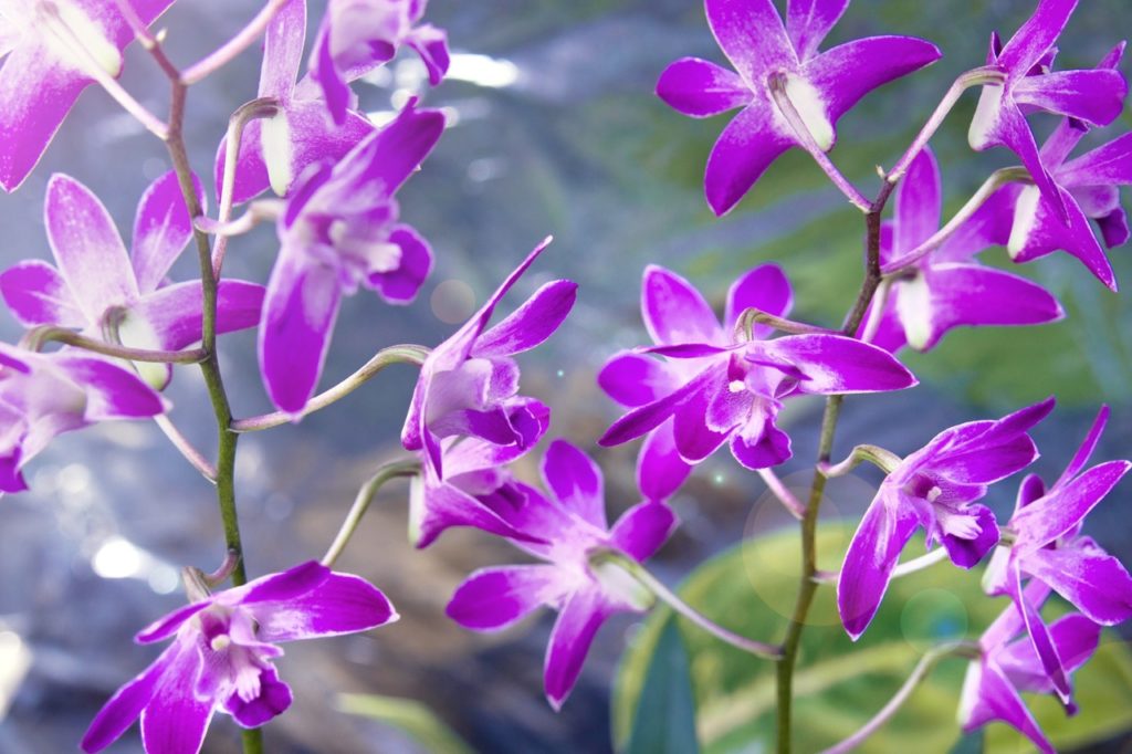 Dendrobium &lsquo;Berry&rsquo; orchid with many star-shaped purple flowers growing from tall stems
