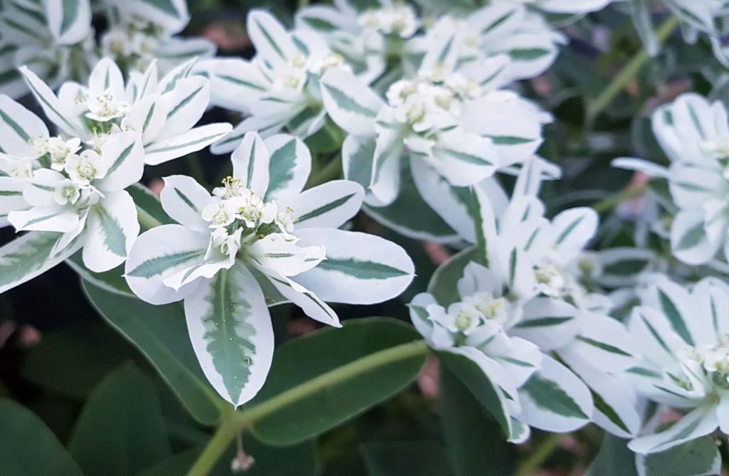 Euphorbia marginata &lsquo;Pursh&rsquo; with white and green variegated leaves and white fowers at the centres